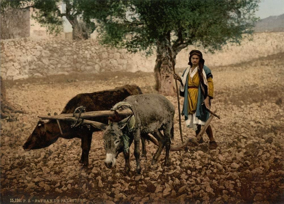 Native of Palestine Working with an ox and an Ass, Holy Land Antique Photo, 1890's, Reproduction 200gsm A3, Israel, Palestine, Vintage Travel Poster